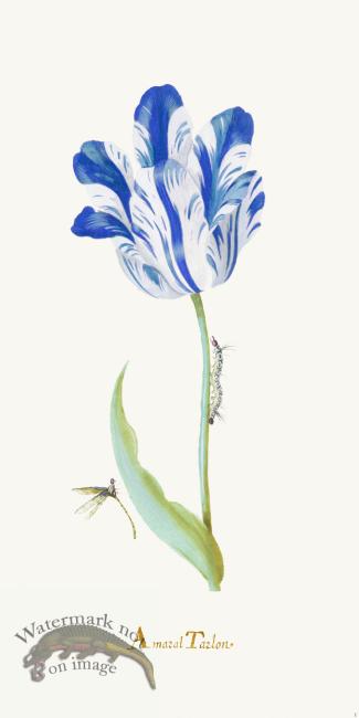 Blue Tulip 01